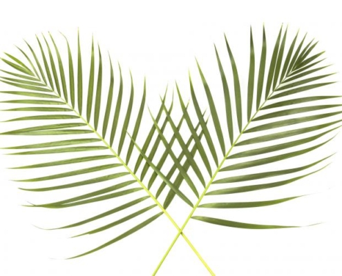 palm-sunday-image