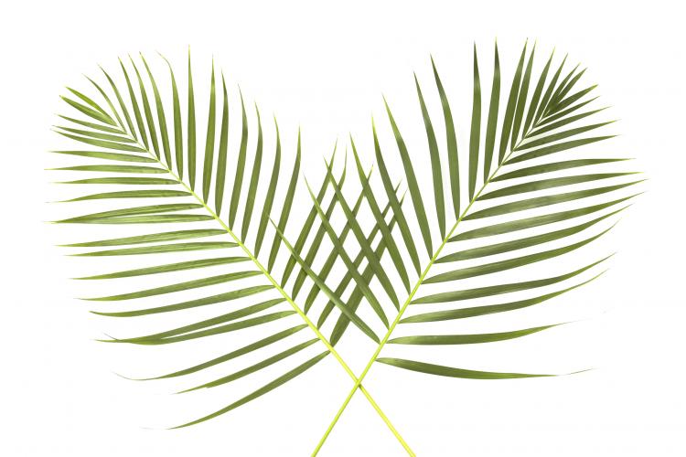 Palm Sunday Worship with Communion